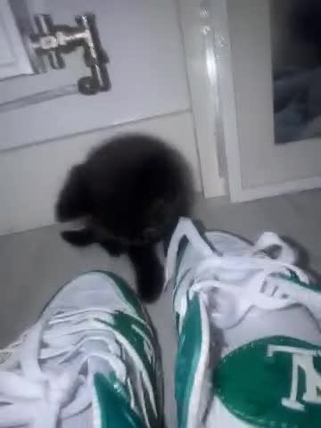 British Shorthair cats for sale: 4 kittens half British shorthair  - Video 2