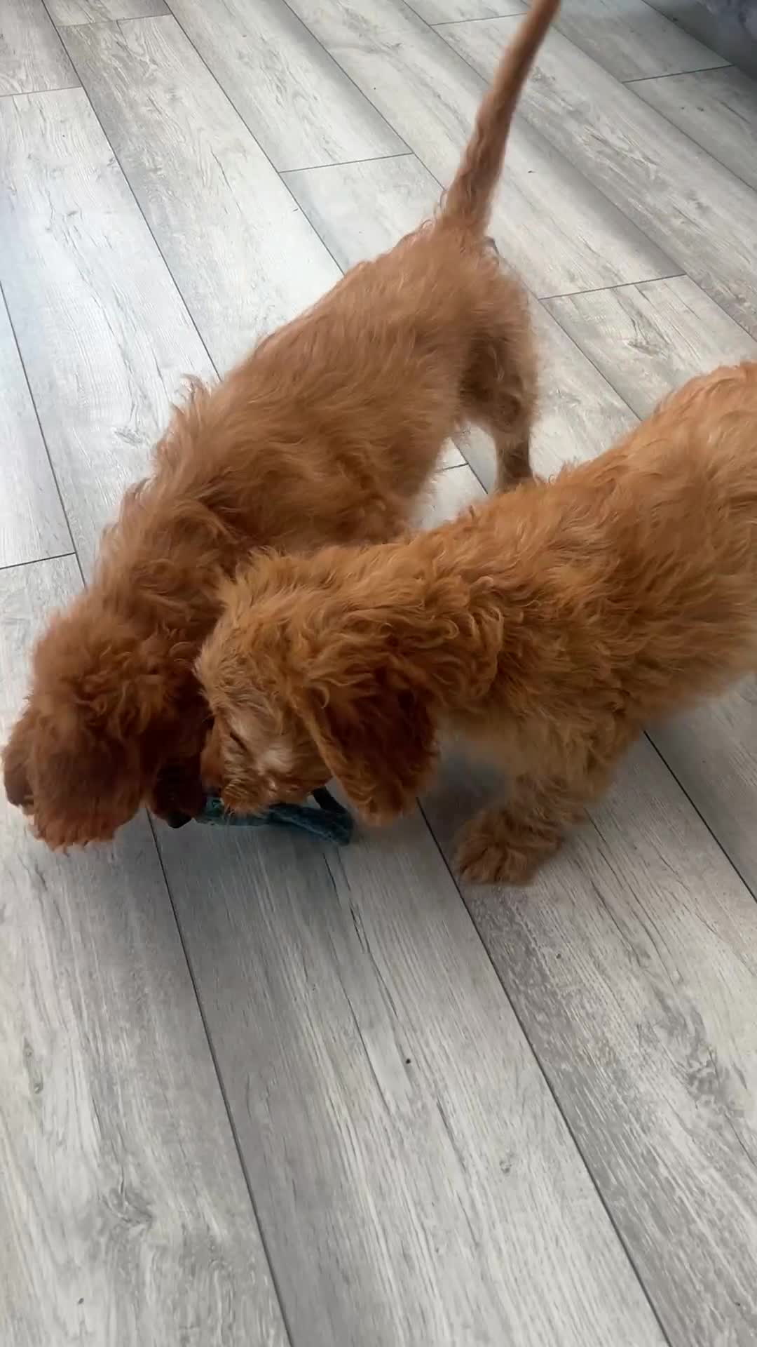 Cockapoo dogs for sale: F1 golden cockapoo puppies  - Video 2