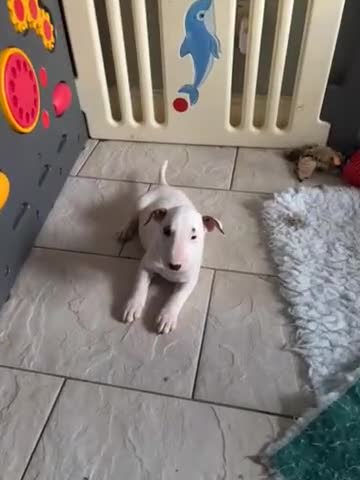 Bull Terrier dogs for sale: USA & UK Champion Bloodline English bull terriers  in Gateshead - Video 1