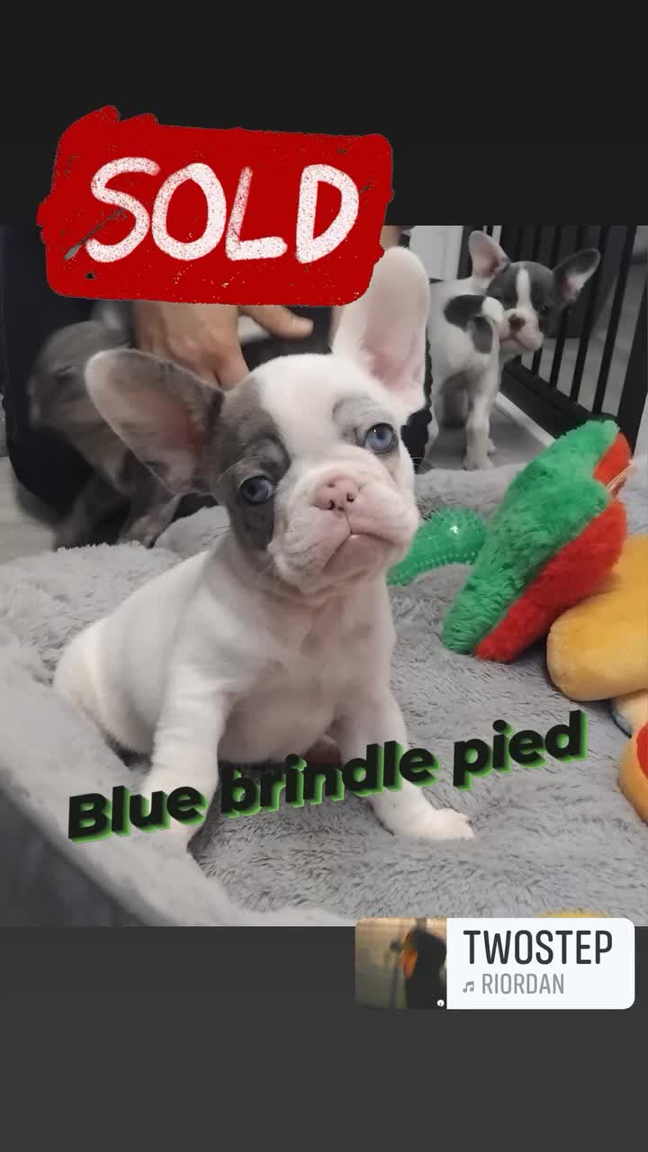 French Bulldog dogs for sale: Beautiful French bulldog pups - Video 2