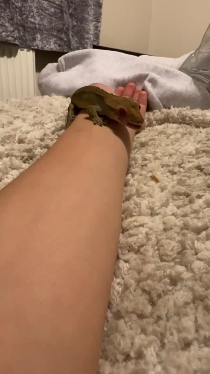 Gecko reptiles for sale: Crested gecko with enclosure  - Video 1