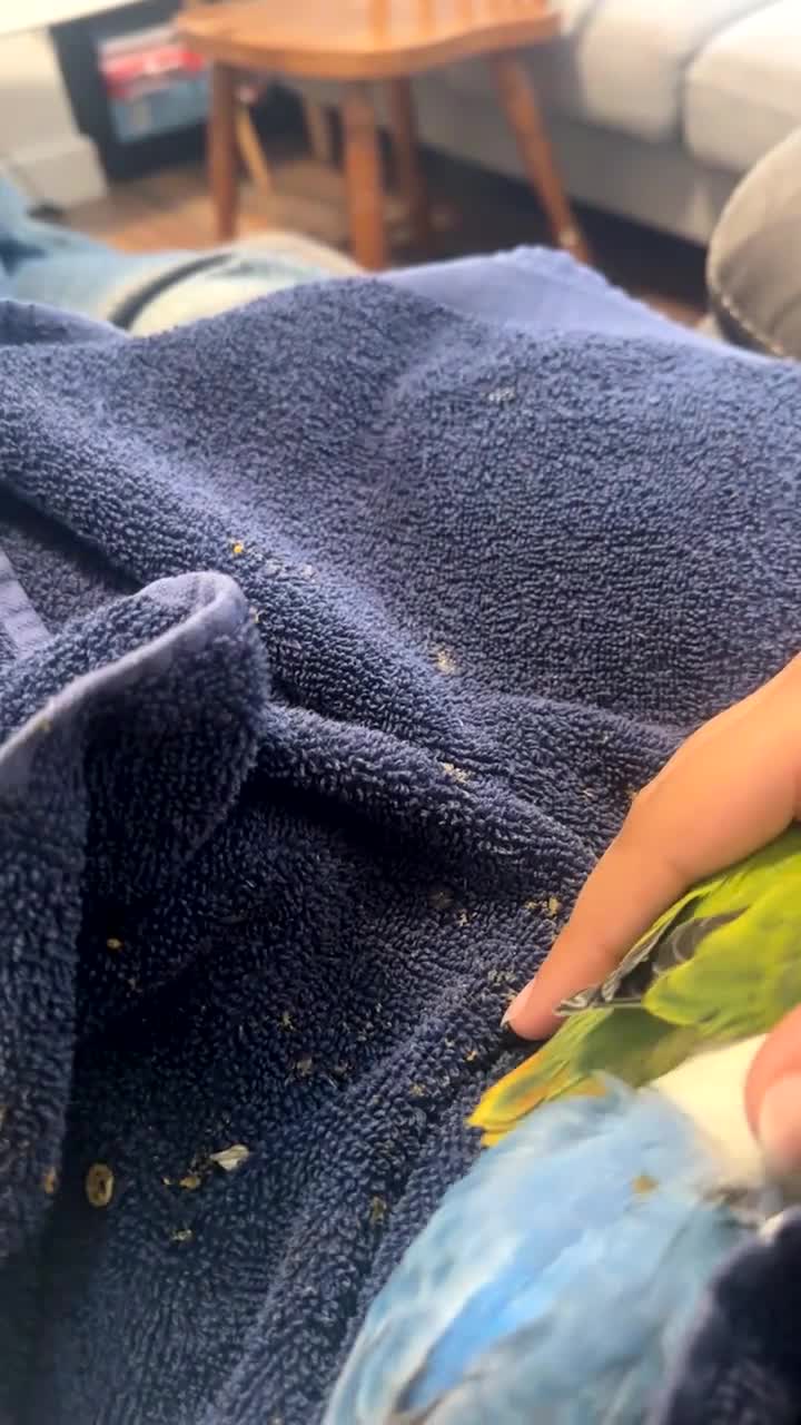 Lovebirds birds for sale: Baby hand-reared lovebirds - Video 4