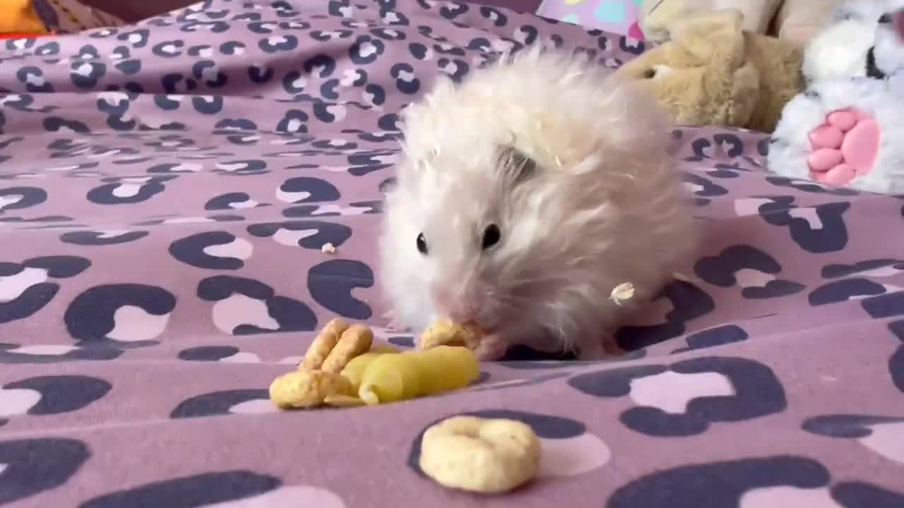 Hamster rodents for sale: Baby female hamster  - Video 1