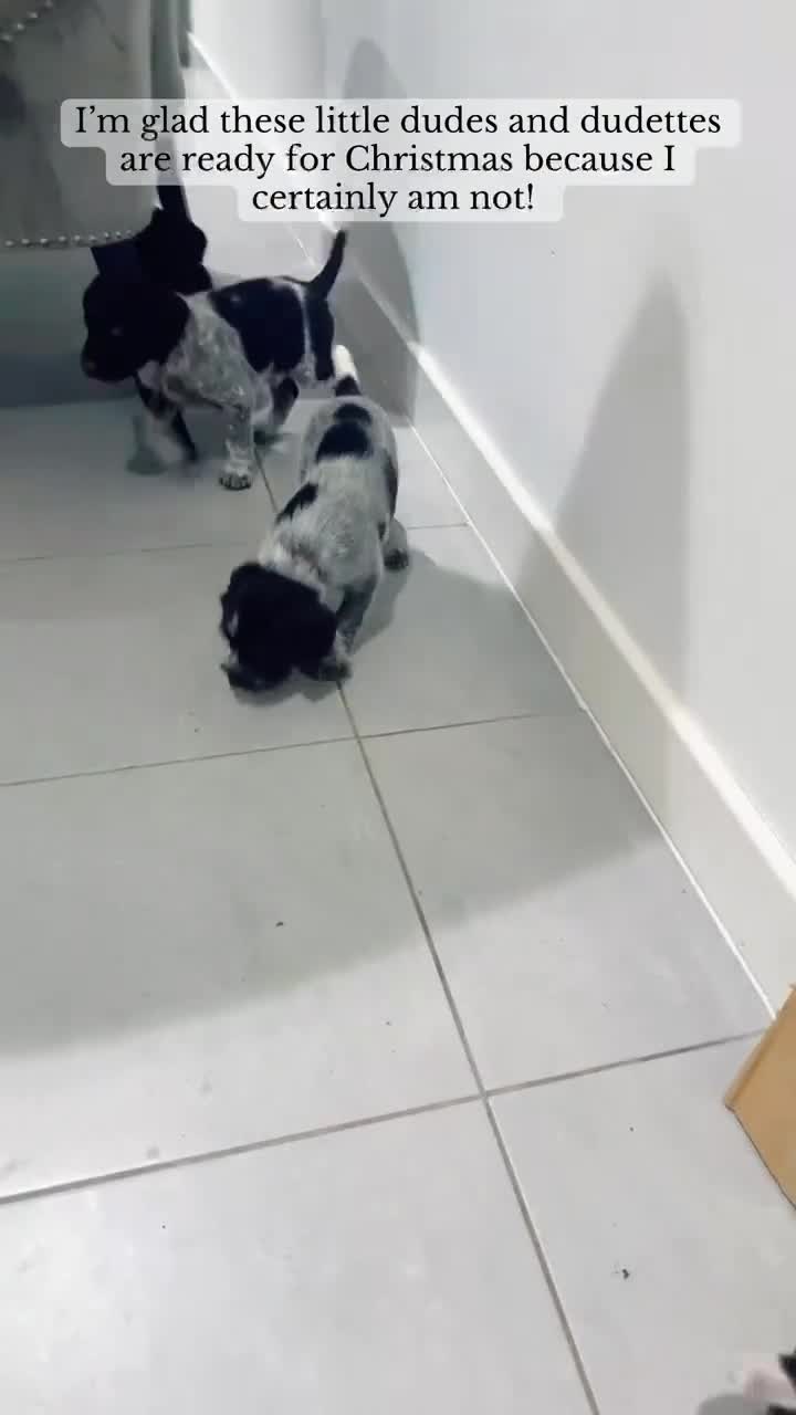 German Wirehaired Pointer dogs for sale: KC registered German Wirehaired Pointers - Video 1