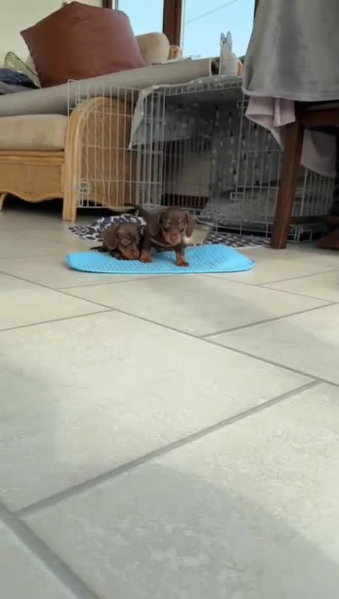 Dachshund dogs for sale: Miniature Daschund  - Video 1