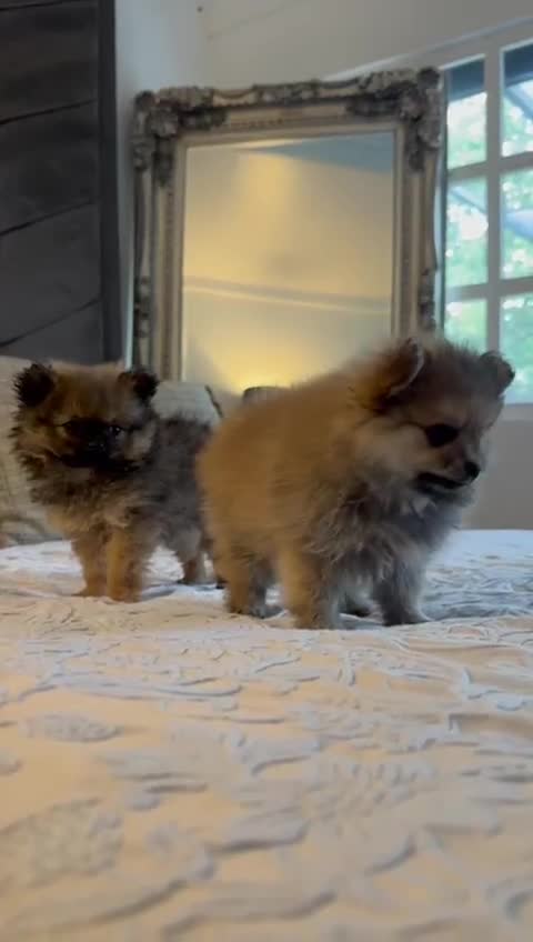 Pomeranian dogs for sale: Full Pomerianians X Small Breed - Video 1