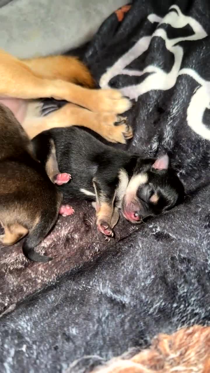 Chug dogs for sale: Beautiful chugs - Video 1