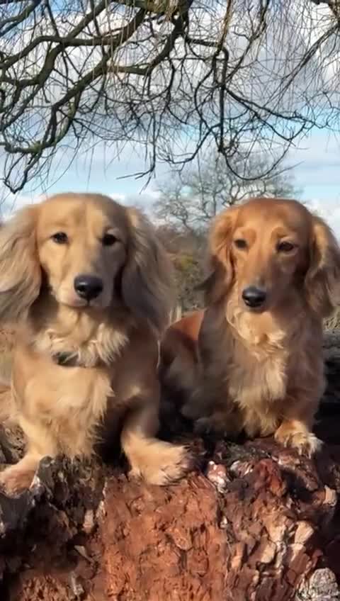 Miniature Dachshund dogs for stud: Shaded Cream Miniature Dachshund🍦🤎✨ - Video 1