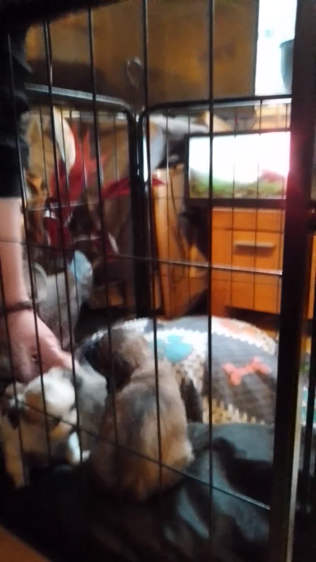 Chihuahua dogs for sale:  Chihuahua puppies can be seen with mum and dad  - Video 1