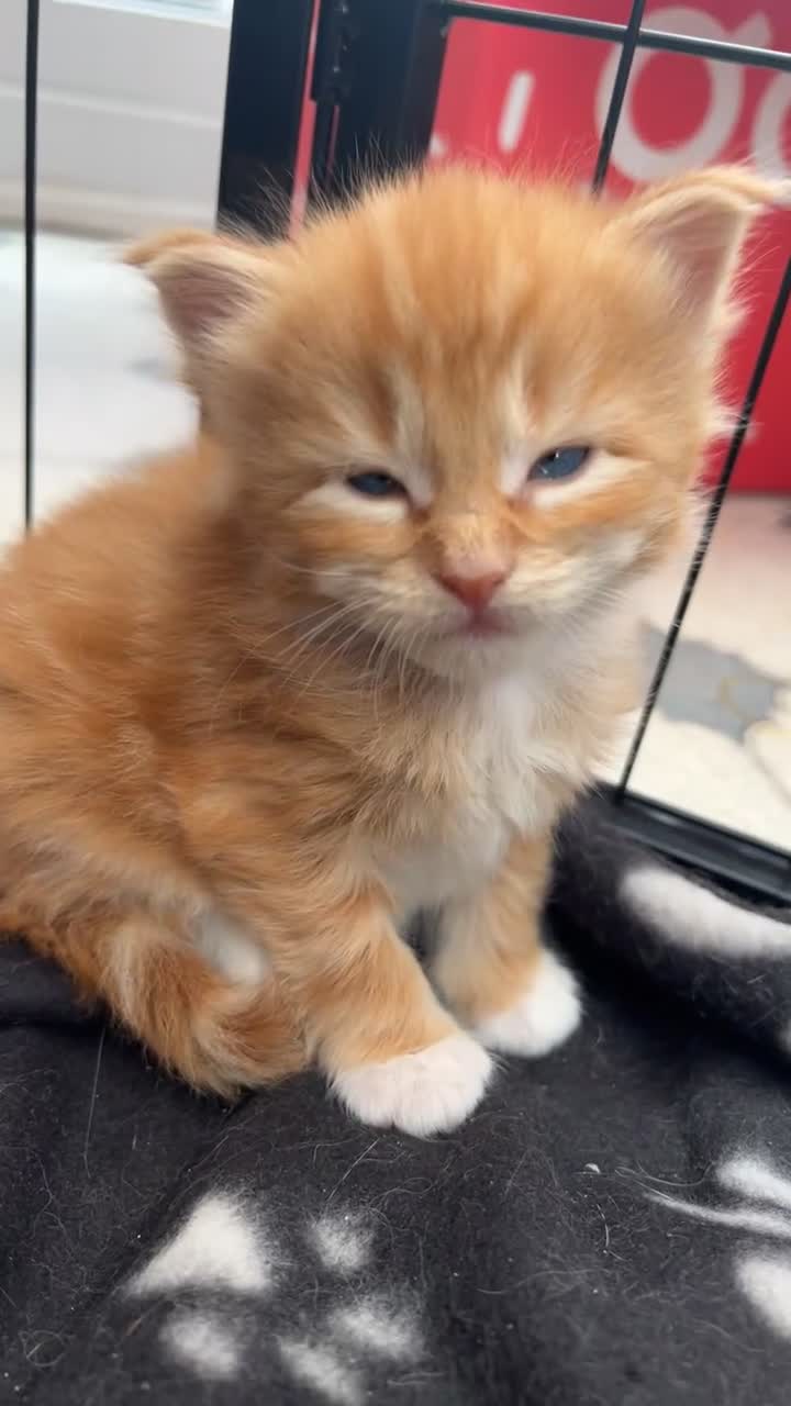 Maine Coon cats for sale: Maine Coon Kittens  - Video 3