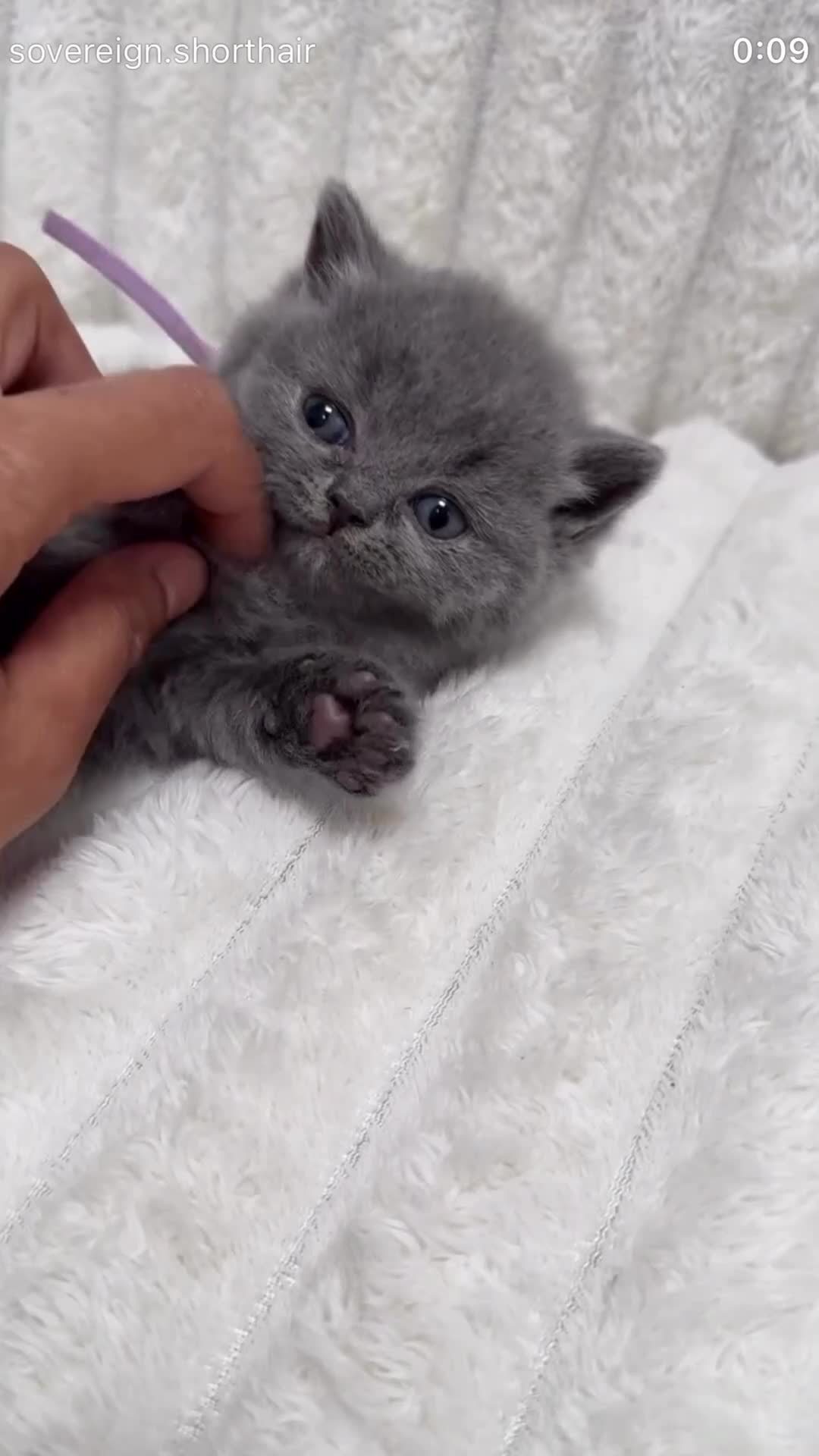 British Shorthair cats for sale: READY NOW 💙 Blue British Shorthair Kittens 💙 - Video 2