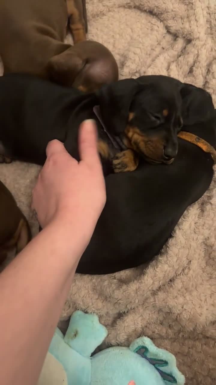 Dachshund dogs for sale: 💎 Quality Mini Dachshunds – Ready Soon 💎 - Video 1