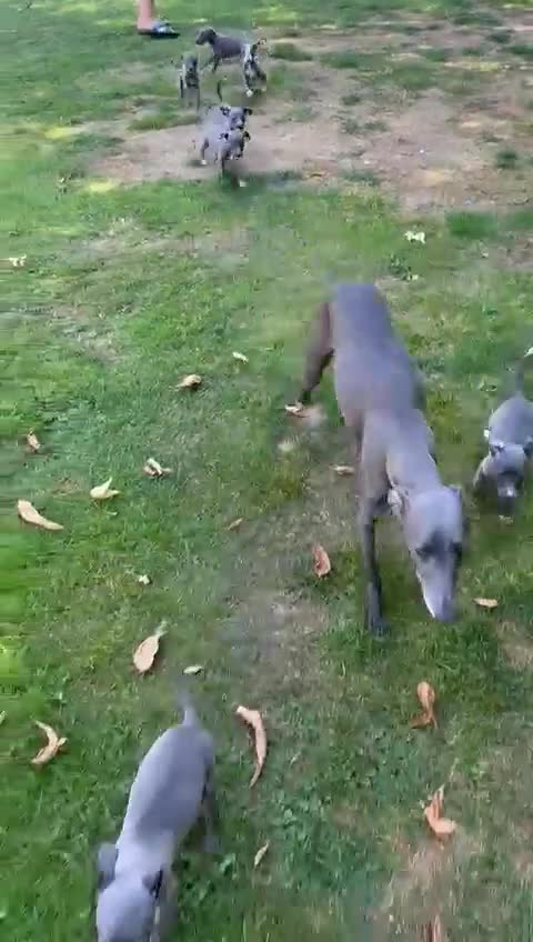 Whippet dogs for sale: Gorgeous whippet puppies  - Video 1