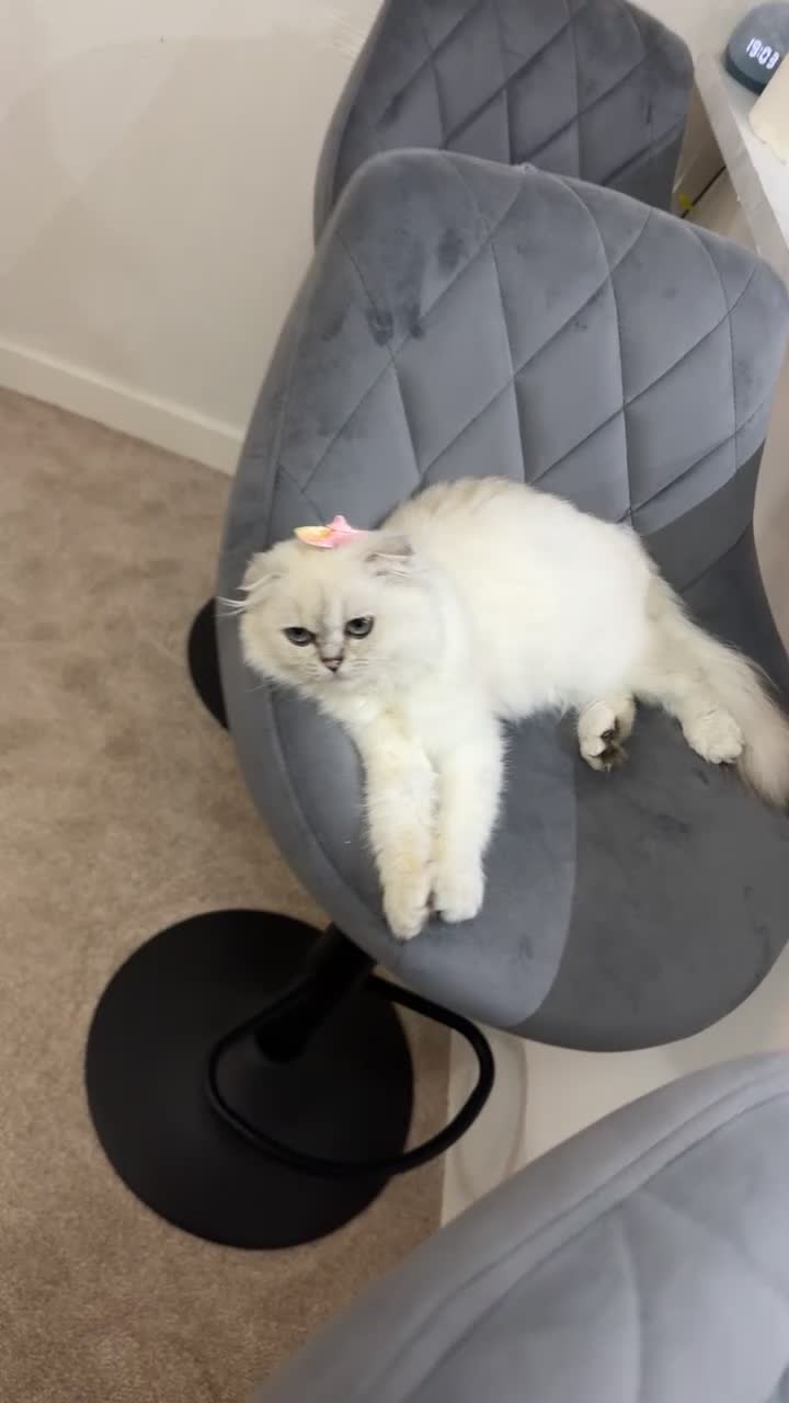 Scottish Fold cats for sale: Beautiful White Scottish Fold Female – Ready Now - Video 5