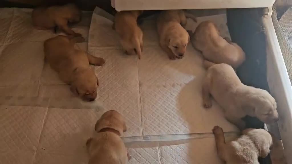 Labrador Retriever dogs for sale: KC Registered Pedigree Labrador Pups for Sale - Video 2