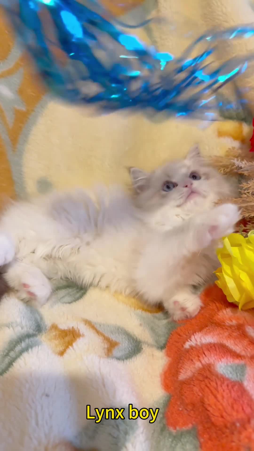 Ragdoll cats for sale: TICA Registered EU famous R bloodline  - Video 1