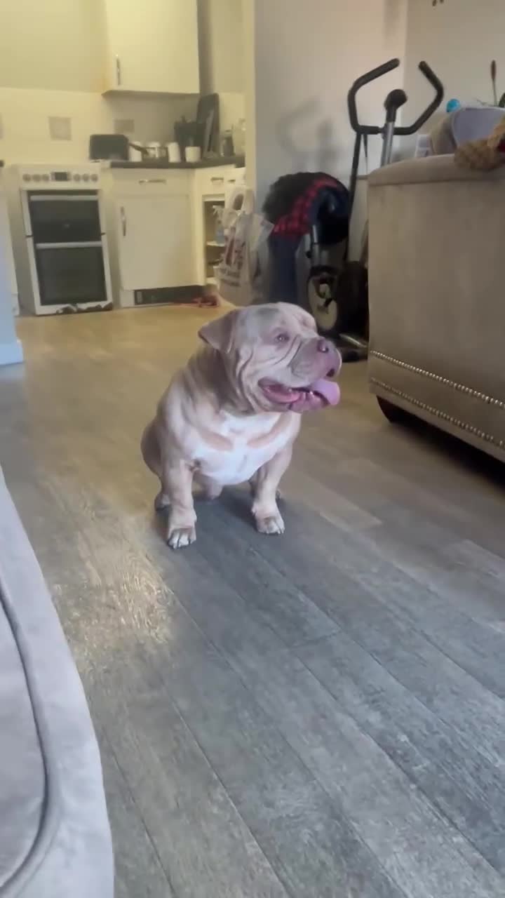 American Bully dogs for stud: Muscletone Pocket bully  - Video 1