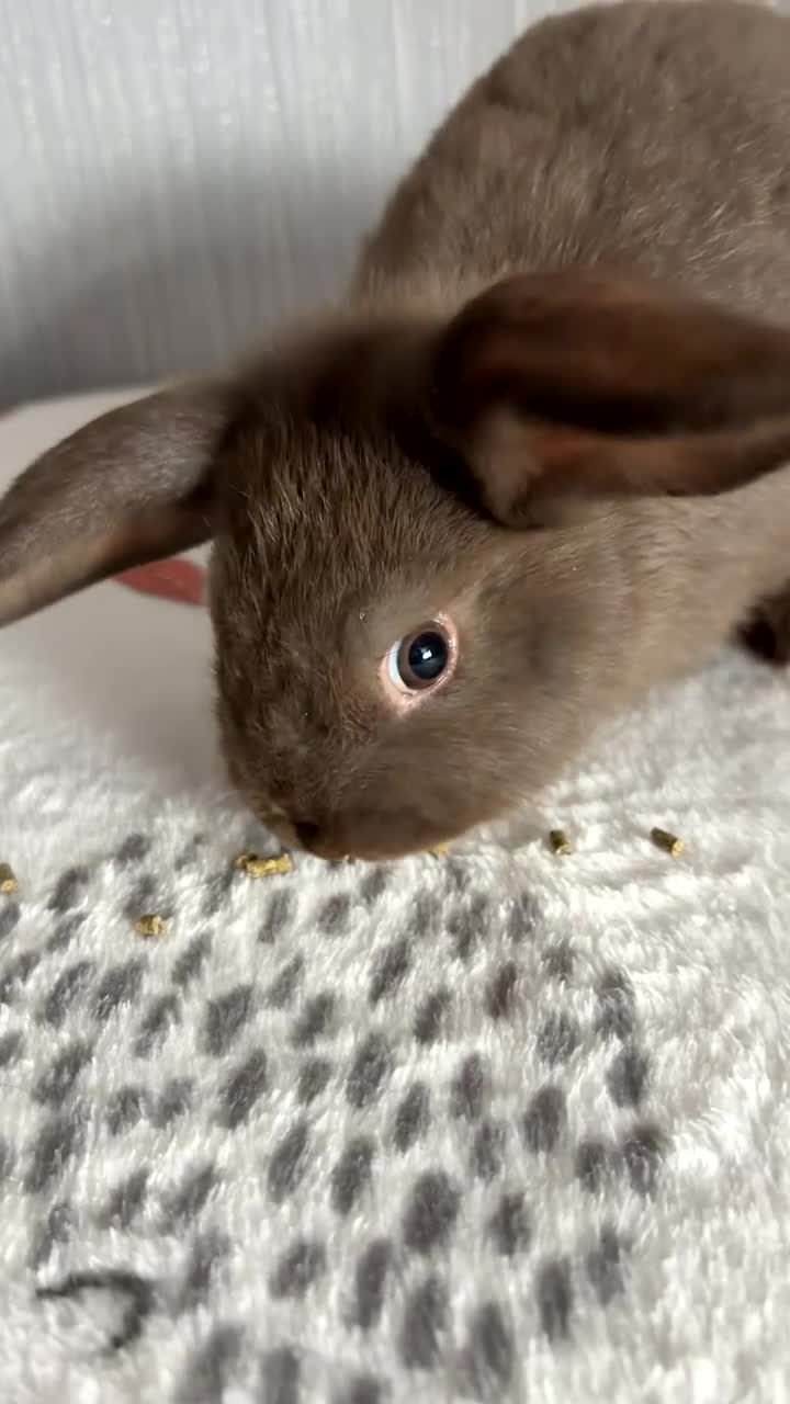 Mini Lop rabbits for sale: Chocolate mini lop buck ready now‼️ - Video 2