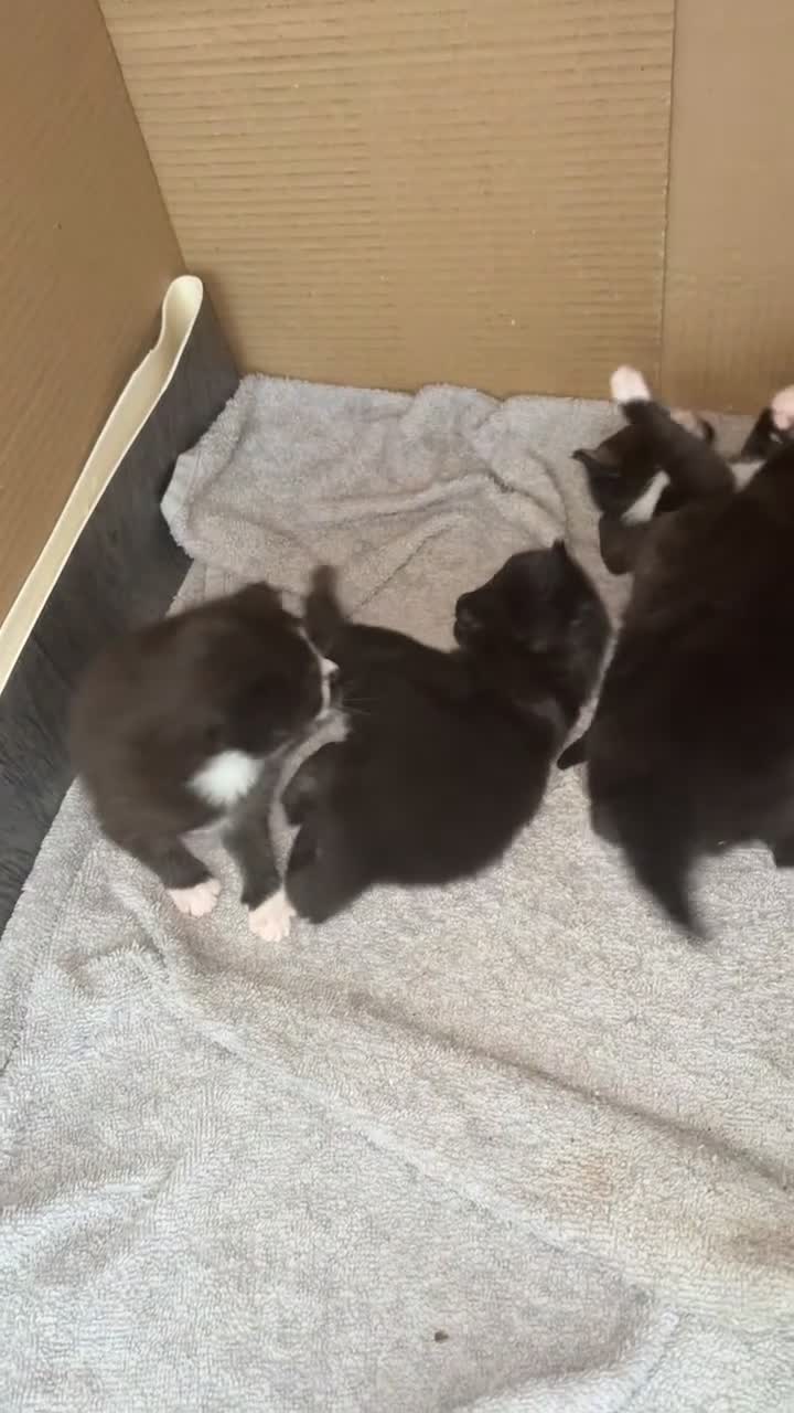 British Shorthair cats for sale: Kittens  - Video 2