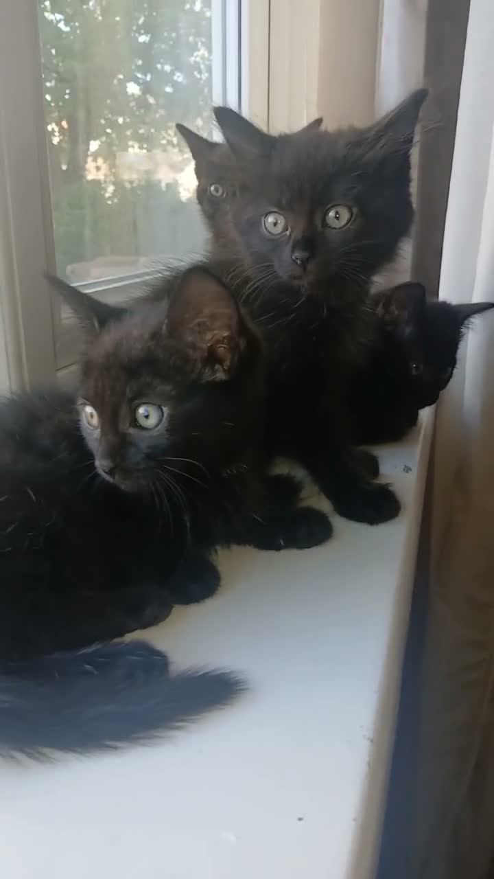 Mixed Breed cats for sale: Six beautiful kittys ready for their new homes  - Video 1