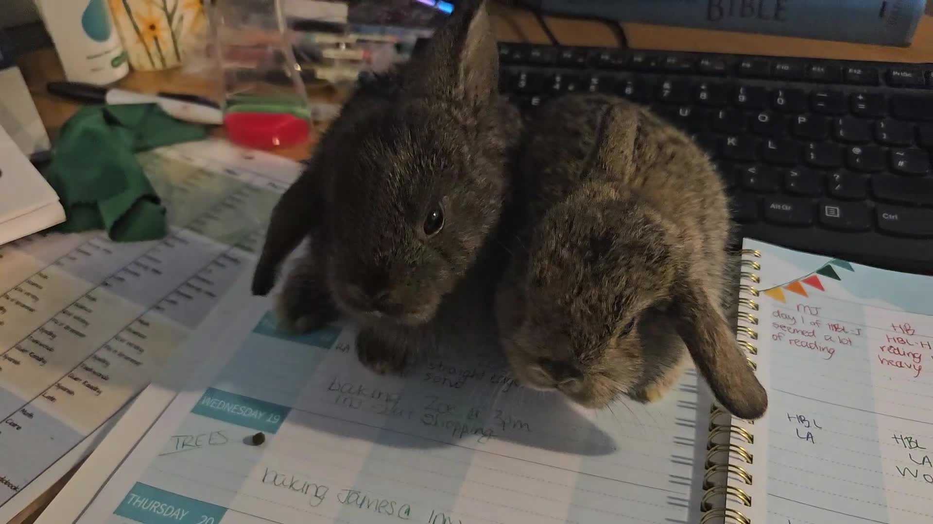 Mini Lop rabbits for sale: Baby Bunnies - very tame! in Malvern - Video 5