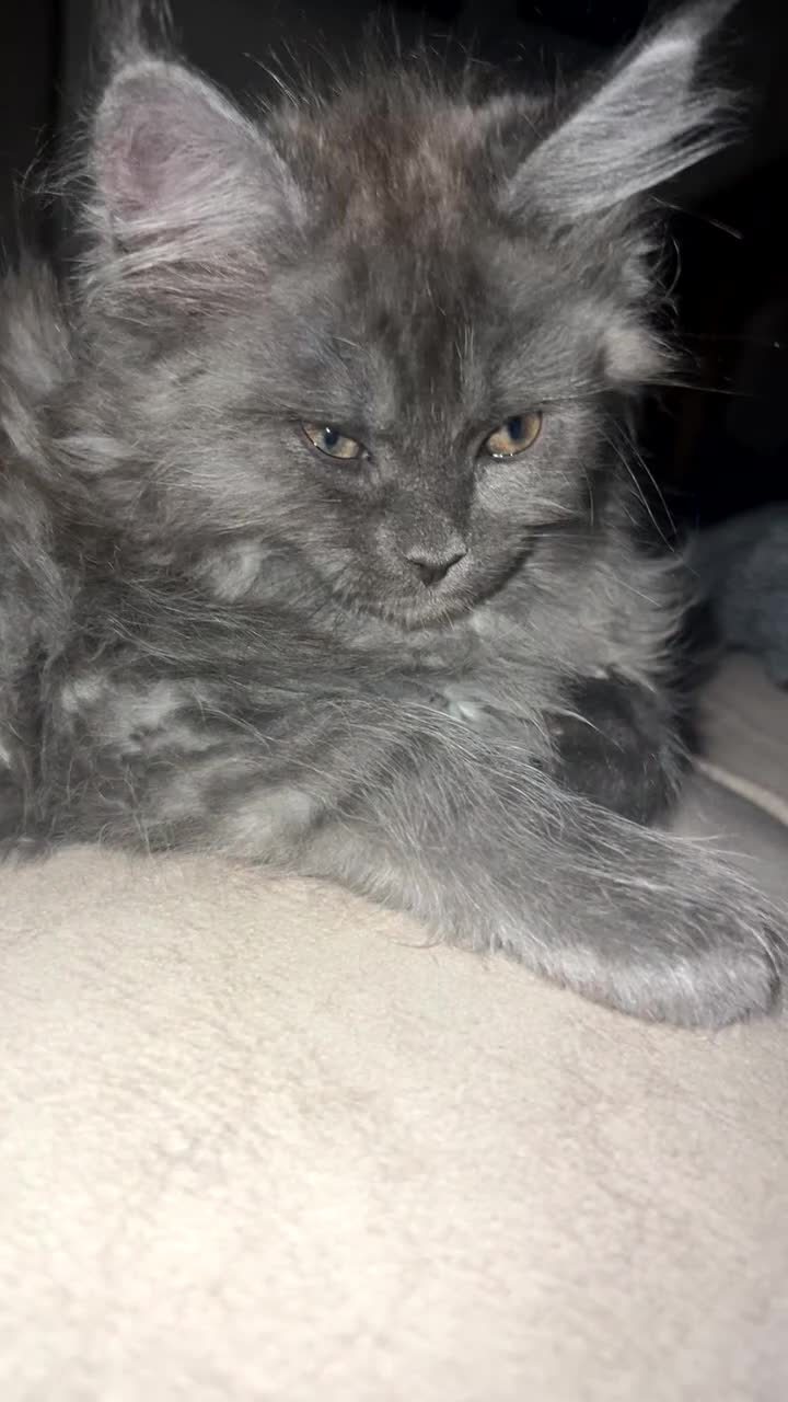 Maine Coon cats for sale: 2 odd eye male Mainecoon and 1 female smoke kitten - Video 1