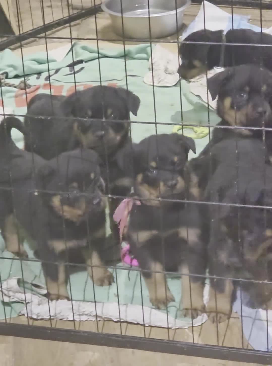 Rottweiler dogs for sale: Rottweiler puppies  - Video 2