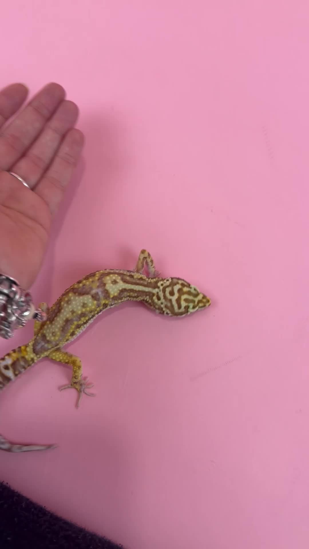 Leopard Gecko reptiles for sale: X2 Female Leopard Gecko's - Video 1