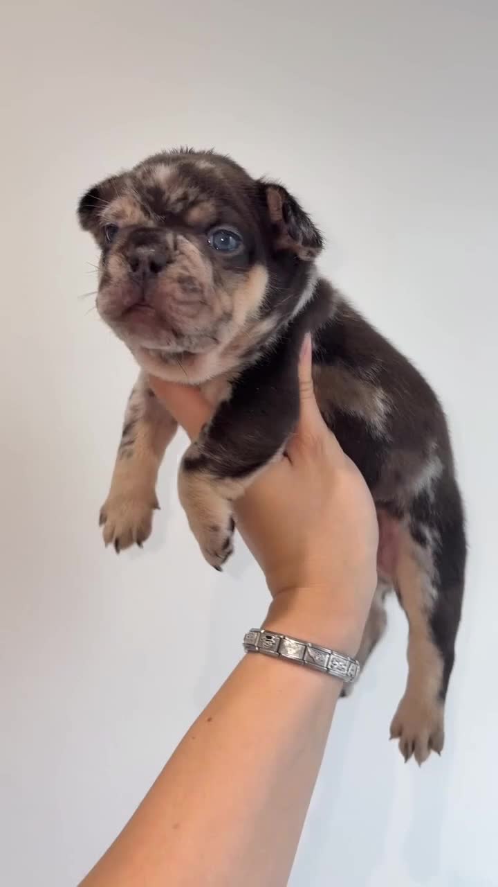 French Bulldog dogs for sale: Fluffy French bull dog puppys - Video 4