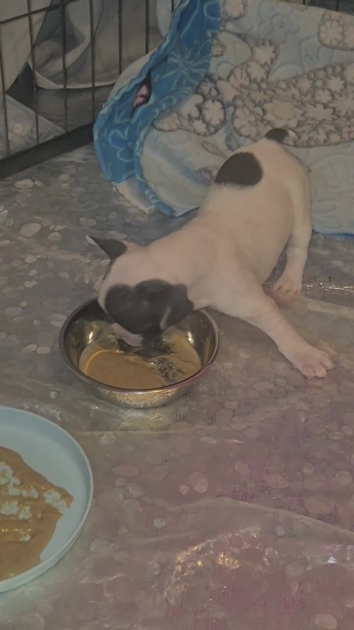 French Bulldog dogs for sale: DWKC beautiful French bulldogs prices negotiable - Video 1