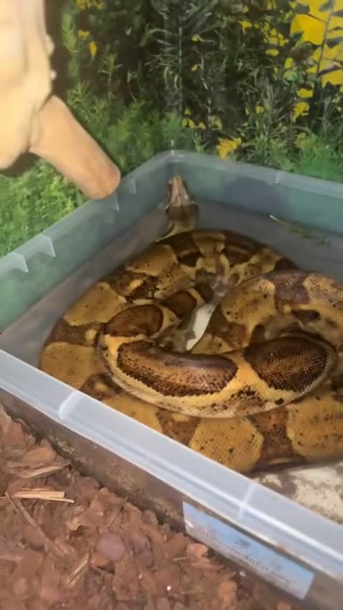 Boa Snake reptiles for sale: Boa Constrictor Snake in Southam - Video 2