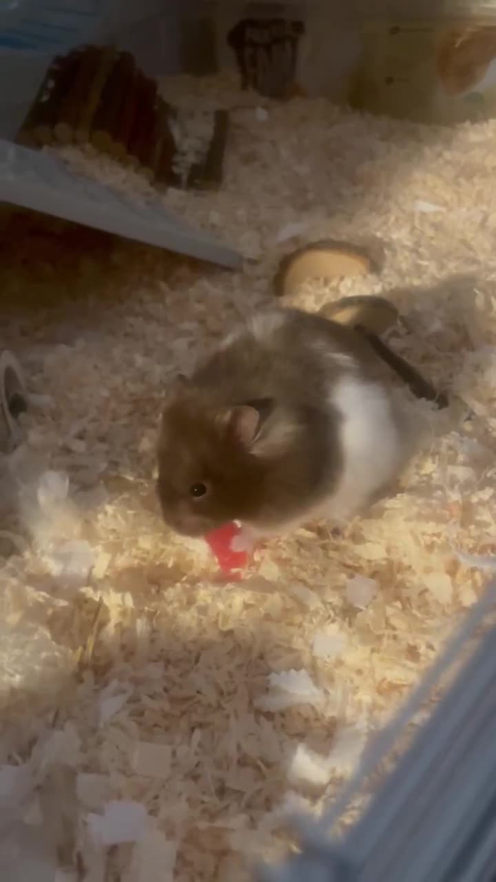 Hamster rodents for sale: Female Hamster, cage & accessories  - Video 1
