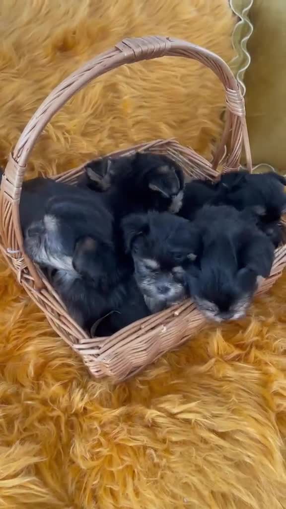Shorkie dogs for sale: Gorgeous Shorkie Puppies Vaccinated &Microchipped  - Video 1
