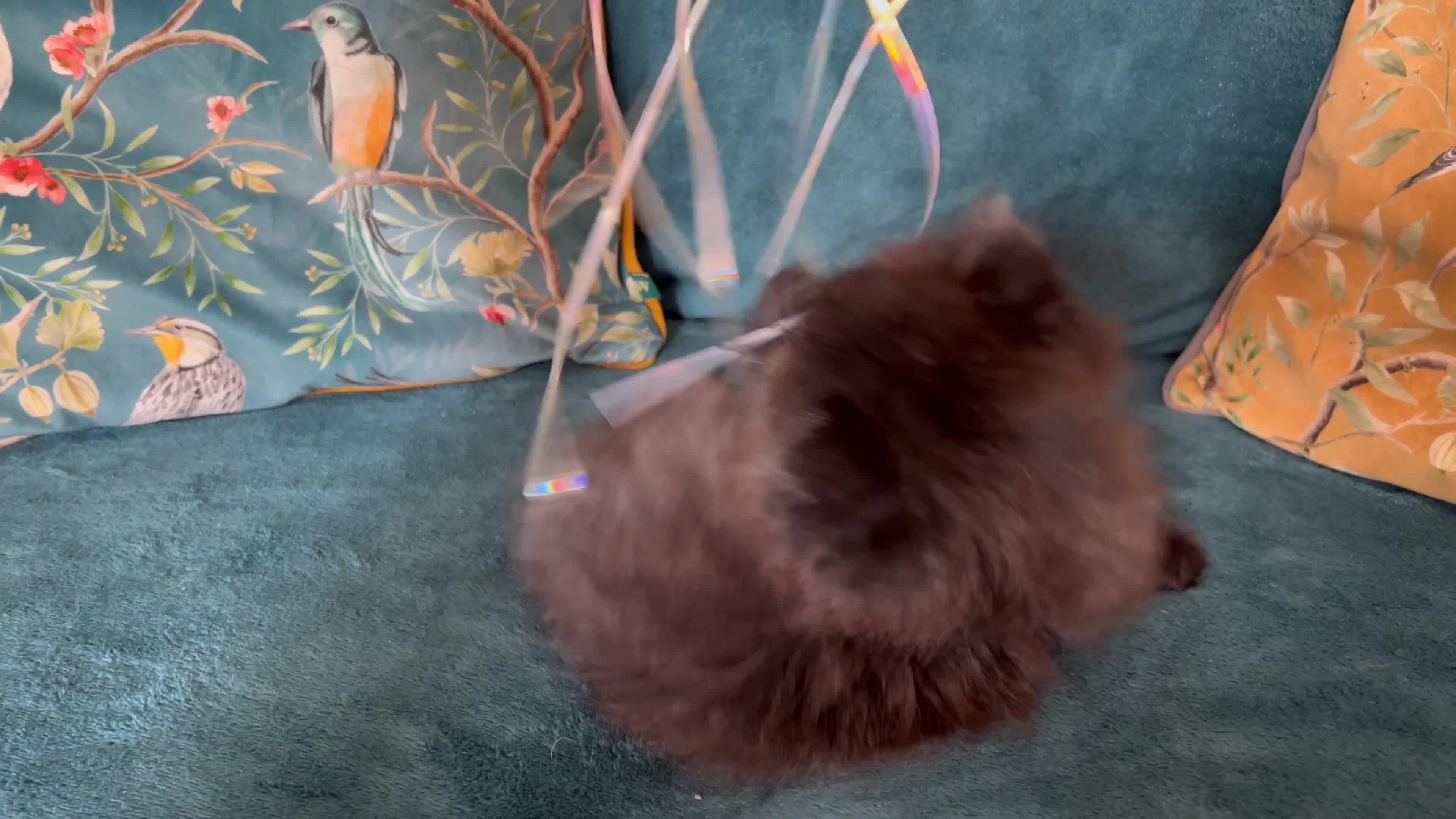 Persian cats for sale: Beautiful Persian Brother & 2 Sisters Available  - Video 1