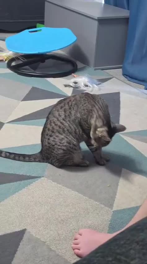 Savannah cats for sale: Beautiful silver female, electra, f6 savannah in London - Video 1