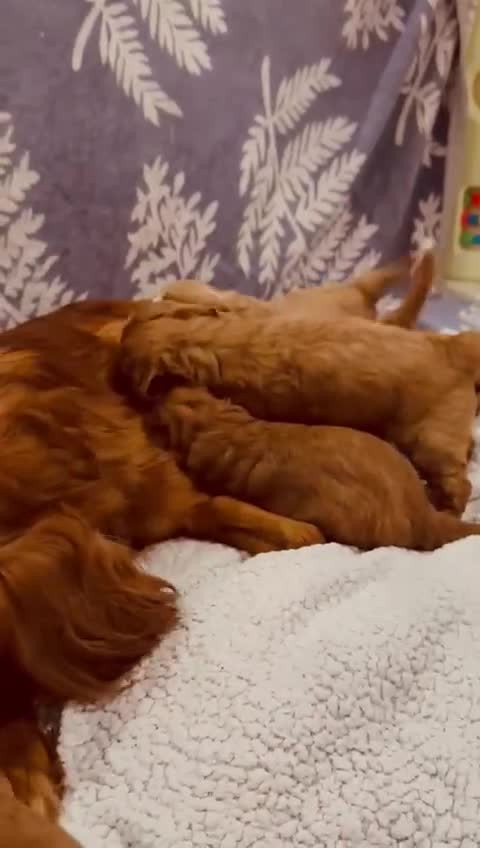 Cavapoo dogs for sale: A wonderful litter of 6 red teddy cavapoos  - Video 3