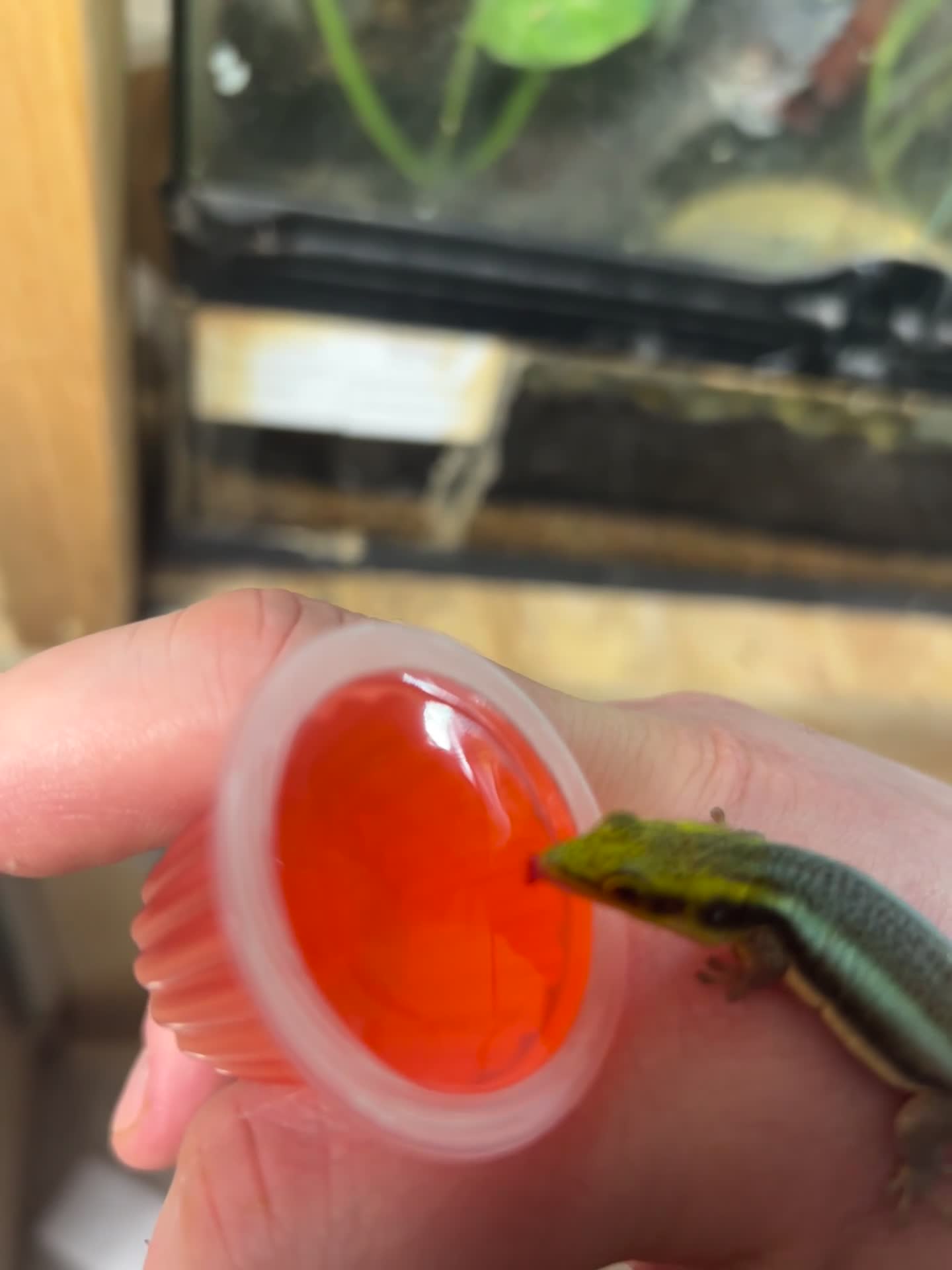 Gecko reptiles for sale: Neon Day Gecko group  - Video 1