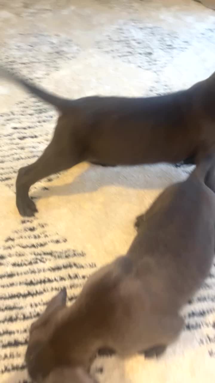 Cane Corso dogs for sale: Cane corso pups - Video 2