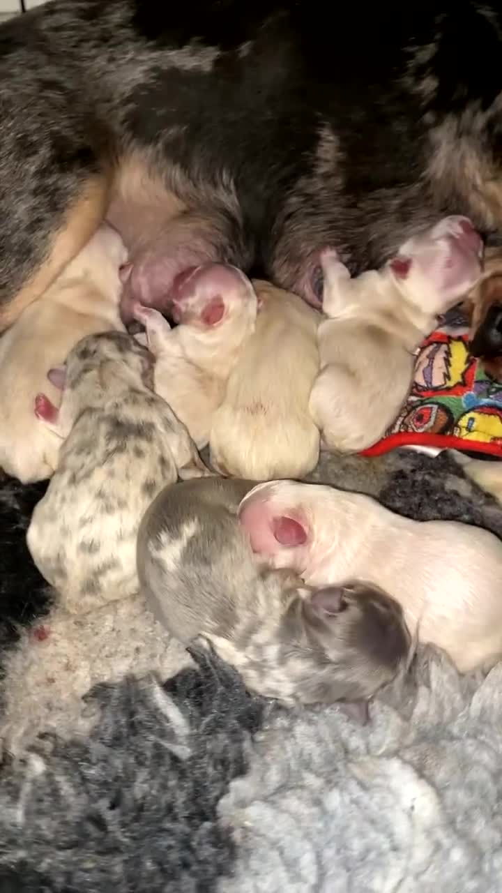 French Bulldog dogs for sale: High Quality french bulldogs! in Edgware - Video 1