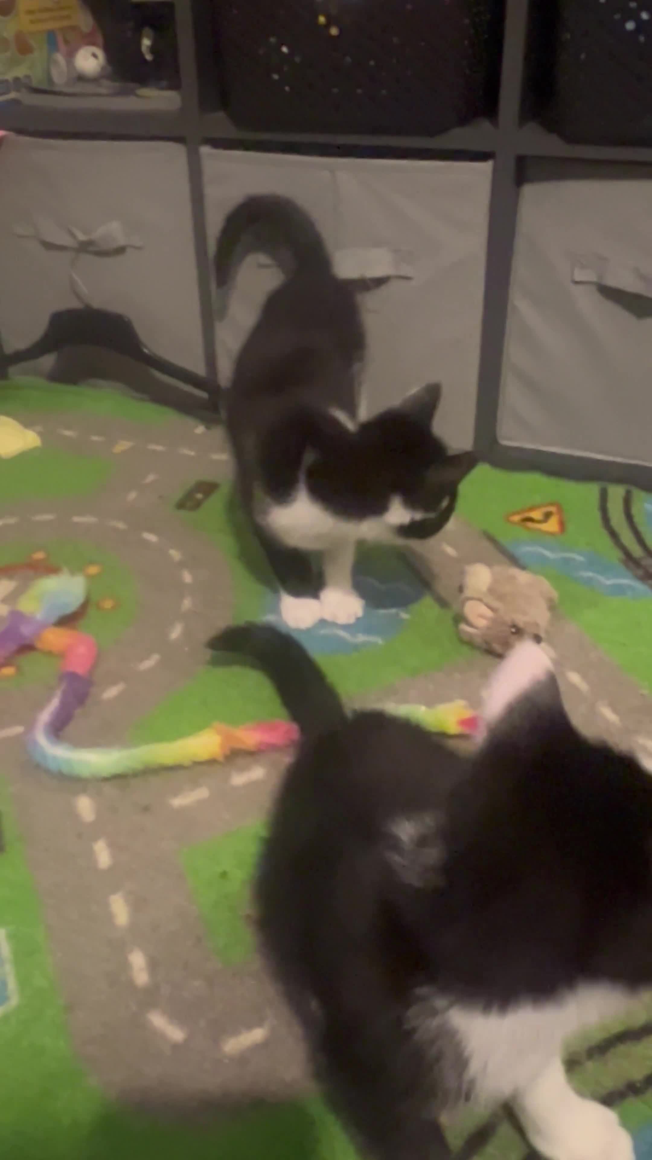 Mixed Breed cats for sale: Maine coon mix for sale - Video 2