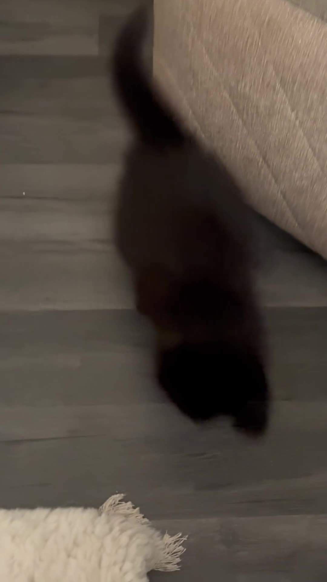 Turkish Angora cats for sale: Turkish angora male  - Video 2