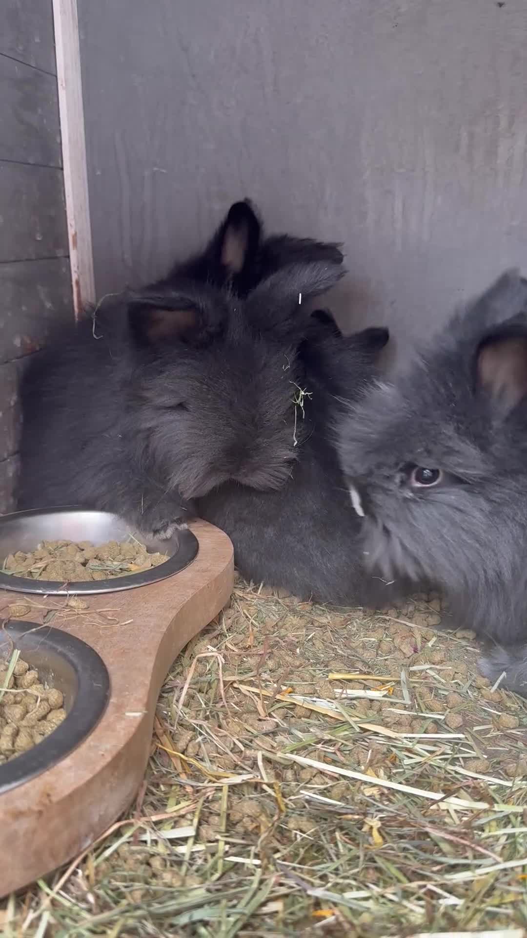 Angora rabbits for sale: Pair of angora crossed  - Video 1