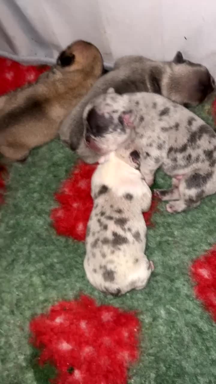 French Bulldog dogs for sale: 4 frenchie pups  - Video 5