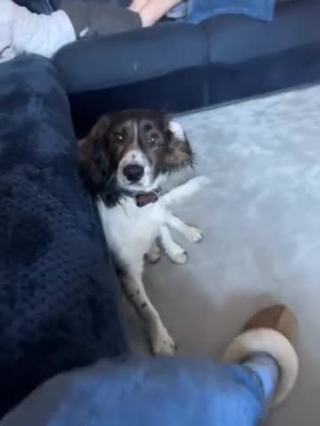 Cockapoo dogs for sale: Frank 8 months old beautiful boy in Southampton - Video 1