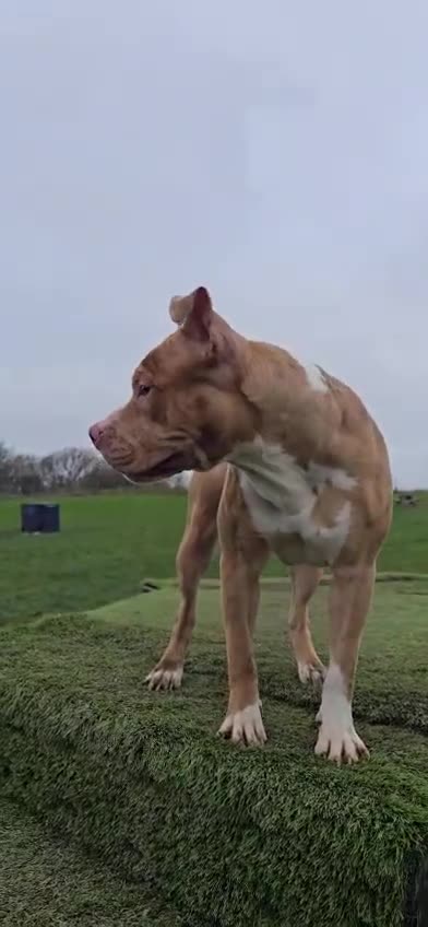 American Bull Staffy dogs for sale: Narla  - Video 1