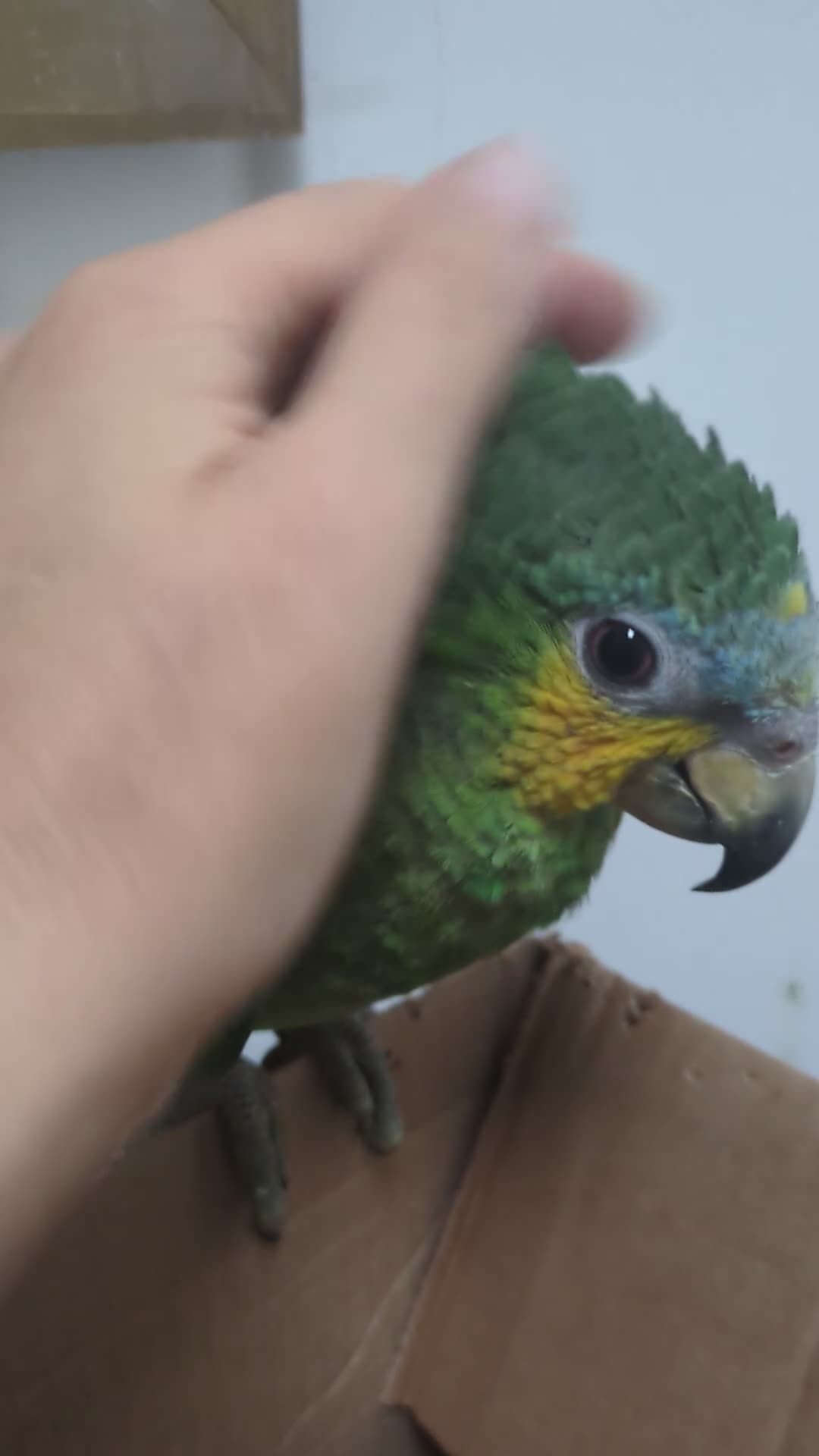 Parrots birds for sale: Orange winged Amazon friendly baby - Video 2
