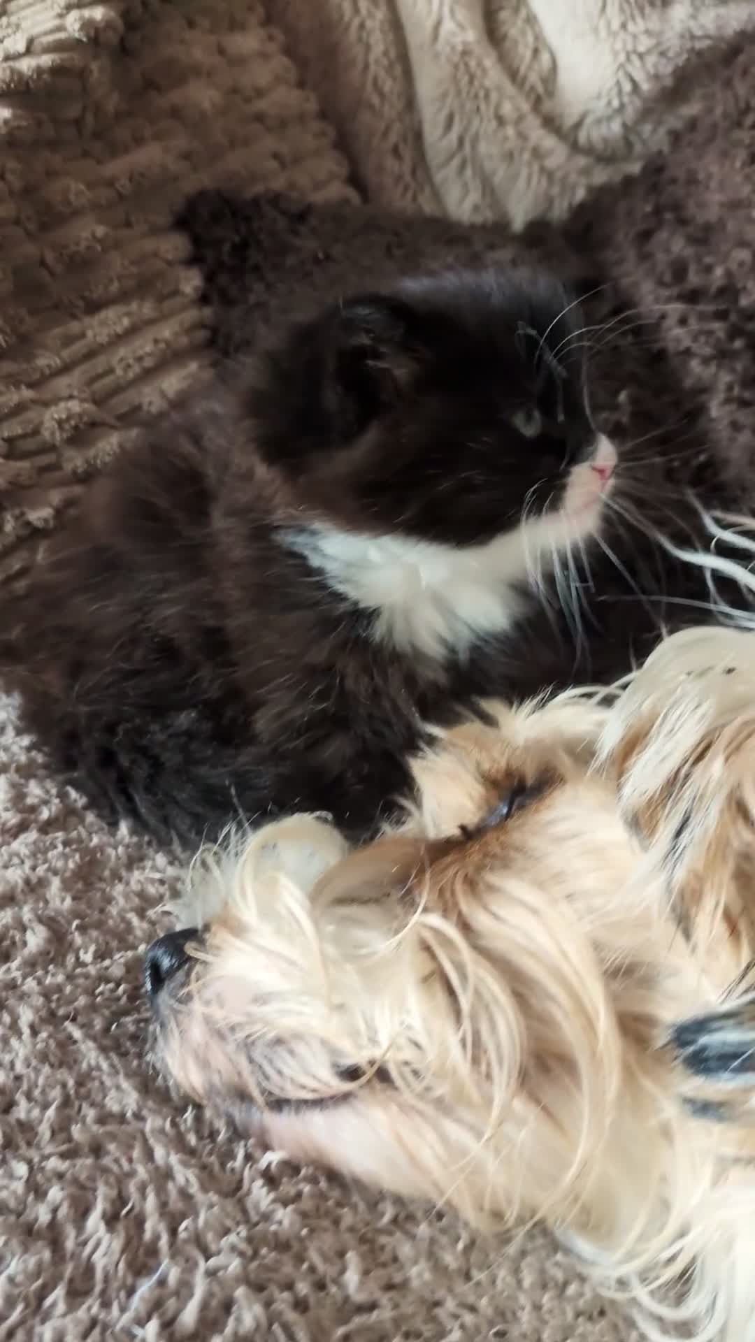 Mixed Breed cats for sale: Beautiful long haired girl - Video 1