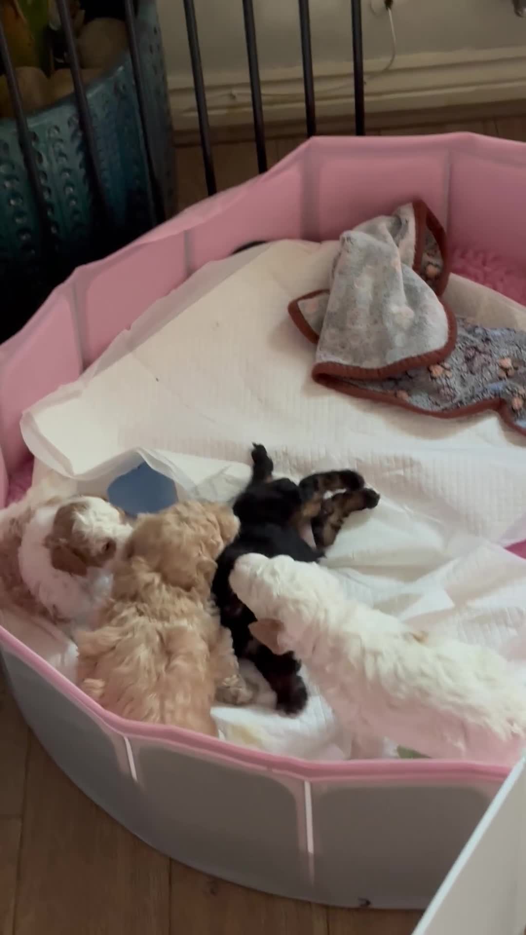 Cockapoo dogs for sale: F1BB Toy Cockapoo puppies - Video 2