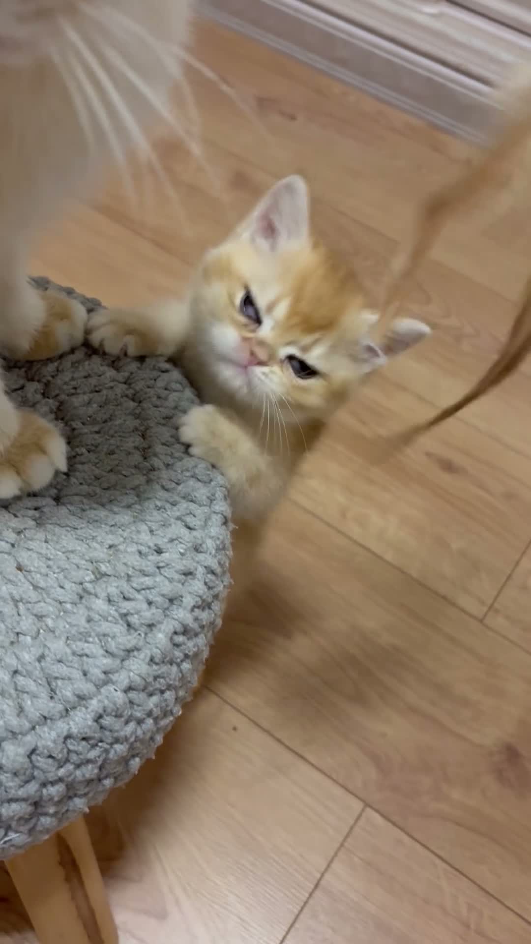 British Shorthair cats for sale: ⭐ ONLY ONE KITTEN LEFT! ⭐ - Video 1