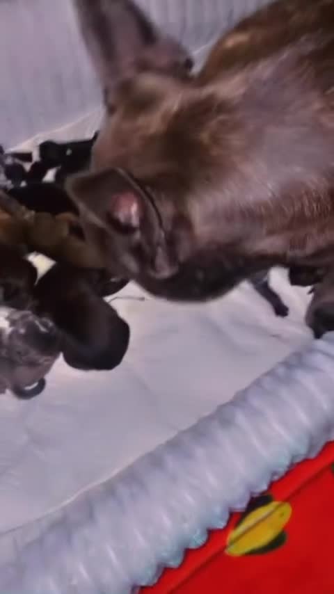 Mixed Breed dogs for sale: French wheener - Video 1